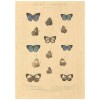 Flax Art Poster | Encyclopedia Butterfly B | FWP-AP-EN2B